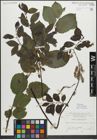Foto von Salix myrsinifolia Salisb.